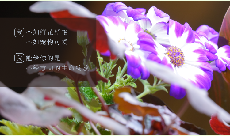 植物智能花盆仿陶瓷塑料簡約創意圓形多肉花盆多彩花瓶防腐